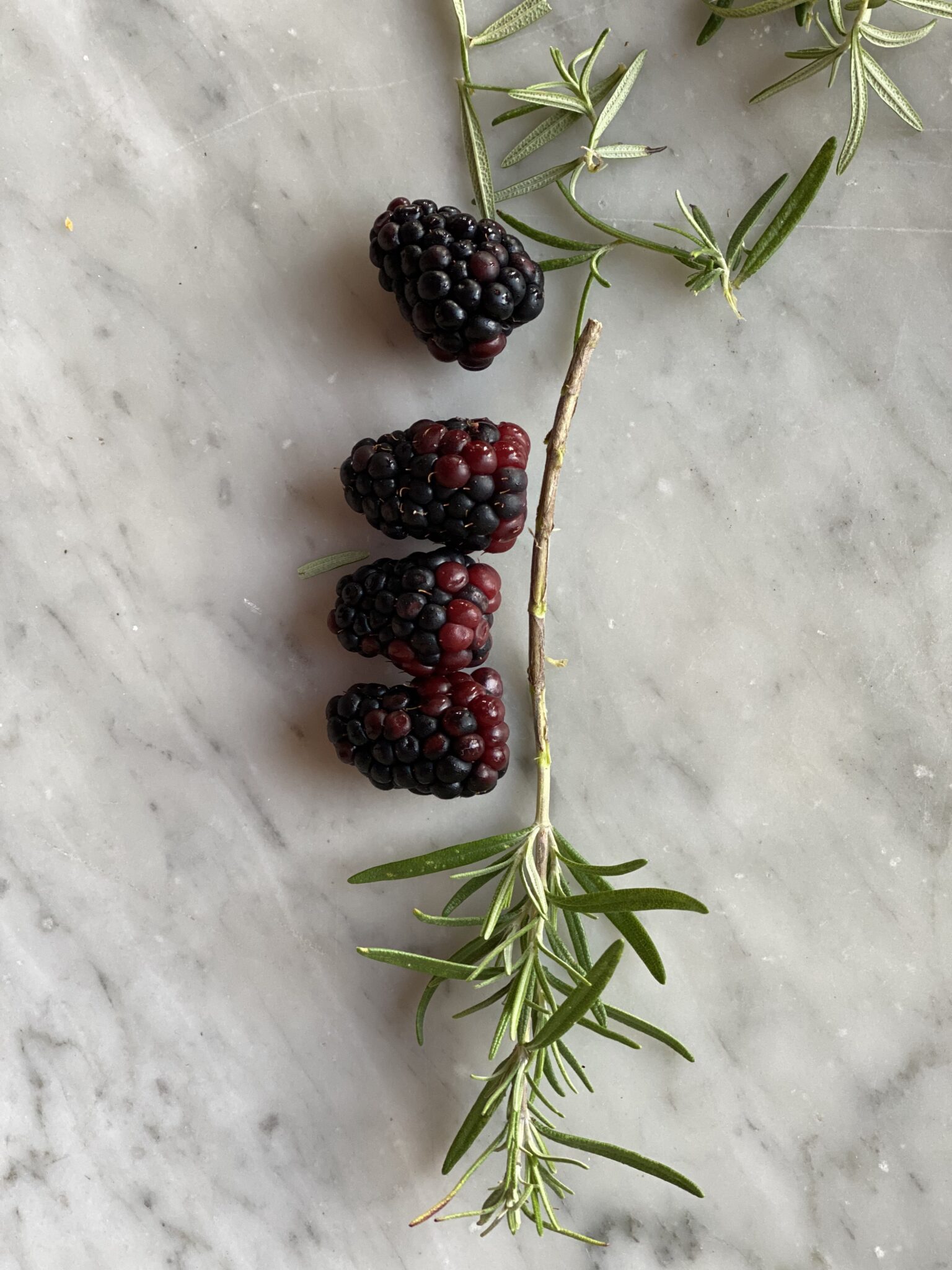 Blackberries and a twig of rosemary